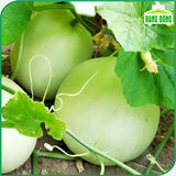 Hạt giống Dưa Lê Popoca (0,5g~35 hạt)