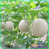 Hạt giống Dưa Lưới F1 Rado 153 (10 hạt)