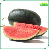 Hạt giống Dưa Hấu Rado 331 (10 hạt)