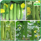 Hạt giống Mướp Hương Rossa 38 (1g~10 hạt)
