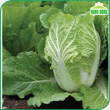 Hạt giống Cải Thảo Rambo (0,5g~120 hạt)