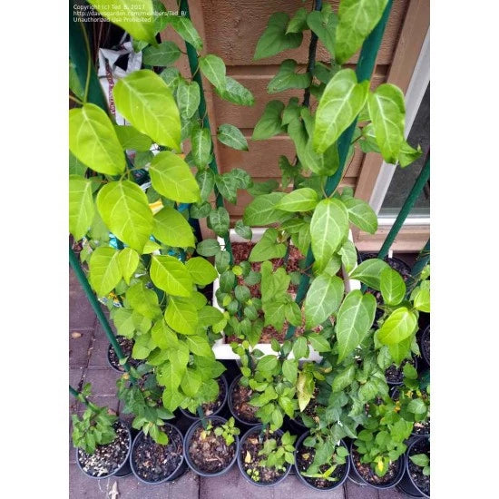 20 HẠT GIỐNG LÁ GIANG