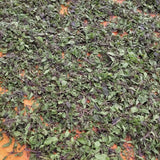 Cây Hương Nhu Khô Loại 1 - 400g