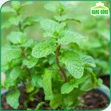 Hạt giống Húng Lủi Rado 931 (0,2g~700 hạt)