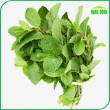 Hạt giống Húng Lủi Rado 931 (0,2g~700 hạt)