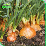 Hạt giống Hành Tây Đỏ Salad Red 027 (2g~300 hạt)