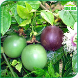Hạt giống Chanh Dây Rado 638 (0,2g~12 hạt)