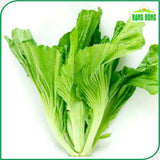 Hạt giống Cải Bẹ Dưa Rado 673 (20g~4000 hạt)