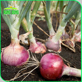 Hạt giống Hành Tây Đỏ Salad Red 027 (2g~300 hạt)