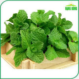 Hạt giống Húng Lủi Rado 931 (0,2g~700 hạt)
