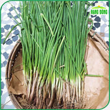 Hạt giống Hành Hương Chịu Nhiệt Rado 215 (2g~600 hạt)
