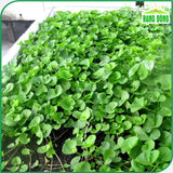 Hạt giống Rau Má Lá Nhỏ Rado 05 (1g~500 hạt)