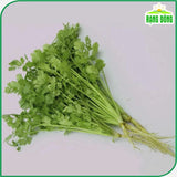 Hạt giống Ngò Hạt Nhỏ Rado 31 (20g~3000 hạt)