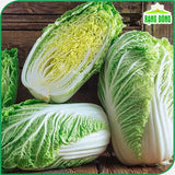 Hạt giống Cải Thảo Rambo (0,5g~120 hạt)