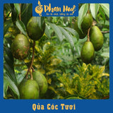 Ô Mai Cóc Xào Gừng Hộp 500g