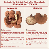 Nấm Linh Chi Đỏ Đà Lạt Còn Nguyên Bào Tử Nấm, Loại Thái Lát 250g