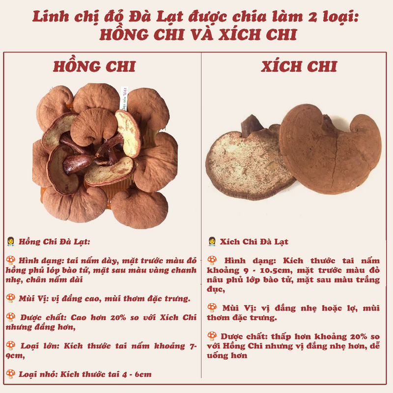 Nấm Linh Chi Đỏ Đà Lạt Còn Nguyên Bào Tử Nấm, Loại Thái Lát 250g