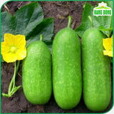 Hạt giống Bí Đao Chanh Lai F1 Rado 1331 (0,2g~10 hạt)