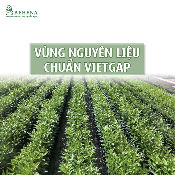 Lá Vối Khô 500g