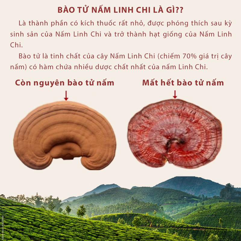 Nấm Linh Chi Đỏ Đà Lạt Còn Nguyên Bào Tử Nấm, Loại Thái Lát 250g