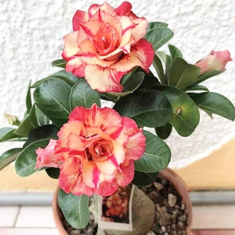 Gói 10 hạt sứ thái cánh kép Thái Lan