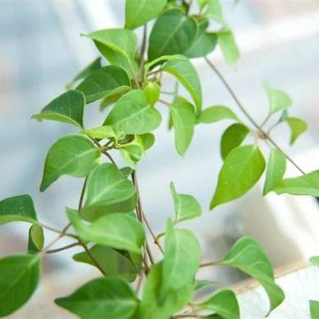 20 HẠT GIỐNG LÁ GIANG