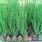 Hạt giống Hành Hương Chịu Nhiệt Rado 215 (2g~600 hạt)