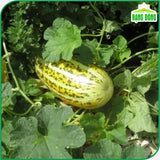Hạt giống Dưa Gang Rado 779 (1g~50 hạt)