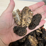 Trái Nhàu Sấy Khô 500G