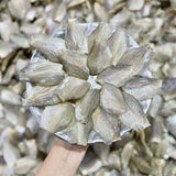 Khô Cá Sặc Bướm (Sặc Đồng) 500g