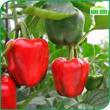 Hạt giống Ớt Chuông Rado 352 (0,5g~50 hạt)