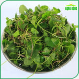 Hạt giống Rau Má Lá Nhỏ Rado 05 (1g~500 hạt)