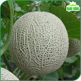 Hạt giống Dưa Lưới F1 Rado 153 (10 hạt)