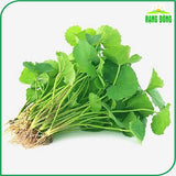 Hạt giống Rau Má Lá Nhỏ Rado 05 (1g~500 hạt)