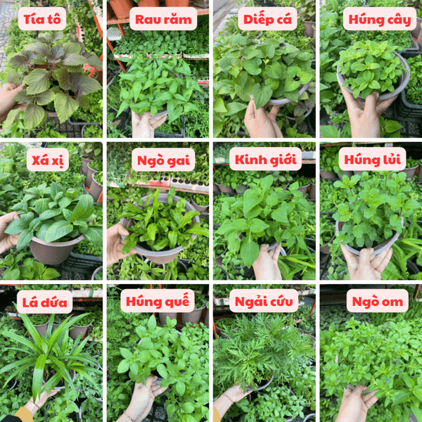 Com 2 gói Hạt giống rau thơm trồng quanh năm nảy mầm tốt