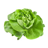 Hạt giống Xà Lách Búp Rado 45 (5g~4500 hạt)