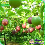 Hạt giống Chanh Dây Rado 638 (0,2g~12 hạt)