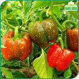 Hạt giống Ớt Chuông Rado 352 (0,5g~50 hạt)