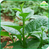 Hạt giống Mồng Tơi Lá To Rado 38 (20g~400 hạt)