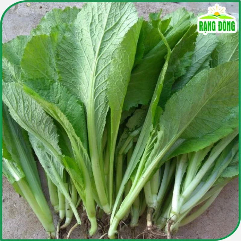 Hạt giống Cải Bẹ Xanh Mỡ Rado 57 (20g~2000 hạt)