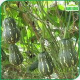 Hạt giống Bí Đỏ Hạt Đậu Lai F1 Rado 35 (1g~8-10 hạt)
