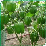 Hạt giống Ớt Chuông Rado 352 (0,5g~50 hạt)