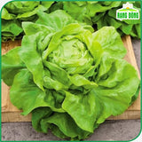 Hạt giống Xà Lách Búp Rado 45 (5g~4500 hạt)