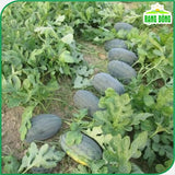Hạt giống Dưa Hấu Rado 331 (10 hạt)
