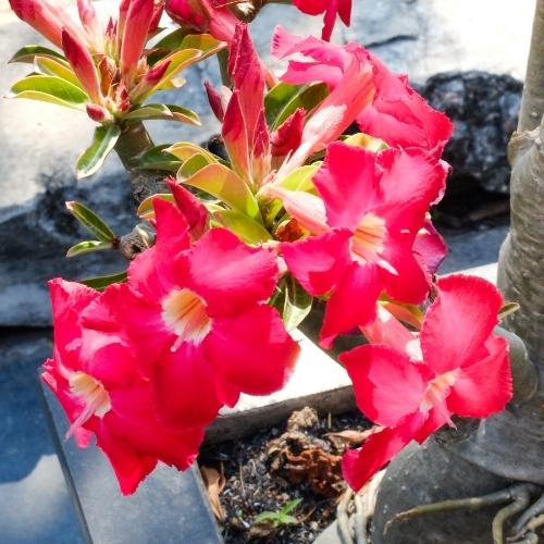 Gói 10 hạt sứ thái nhập khẩu Thái Lan mix 7 màu