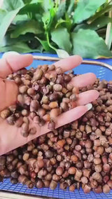 Qủa Sim Khô Rừng 1kg