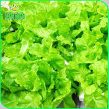 Hạt giống Xà Lách Baby Ăn Non Rado 360 (10g~6000 hạt)