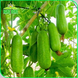 Hạt giống Bí Đao Chanh Lai F1 Rado 1331 (0,2g~10 hạt)