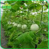 Hạt giống Dưa Lê Popoca (0,5g~35 hạt)