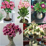 Gói 10 hạt sứ thái cánh kép Thái Lan
